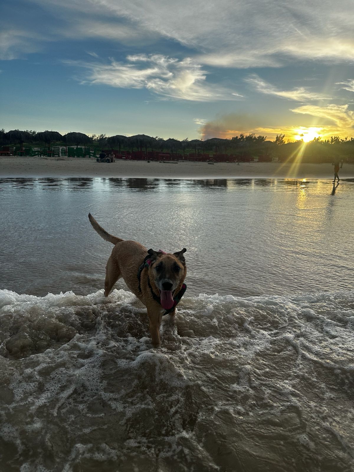 Arya